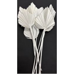 Palm Spear Pastel White 4-5" (8)